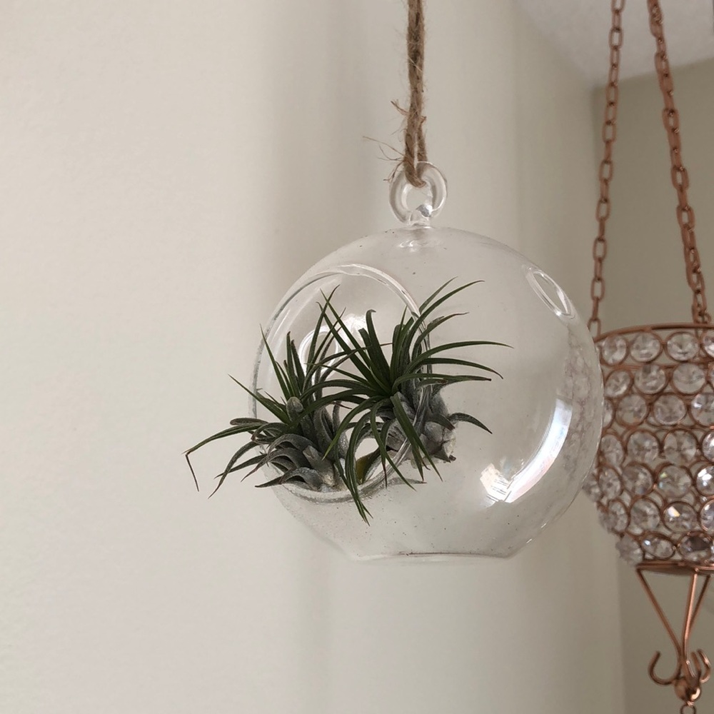 small glass terrarium